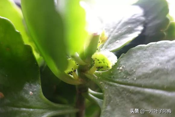 自制养花水配方除臭,养花自制10种消毒水不招虫不烂根