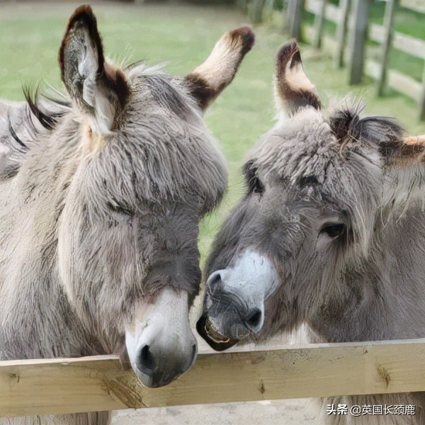 羊驼专治什么病,羊驼治愈厌食症