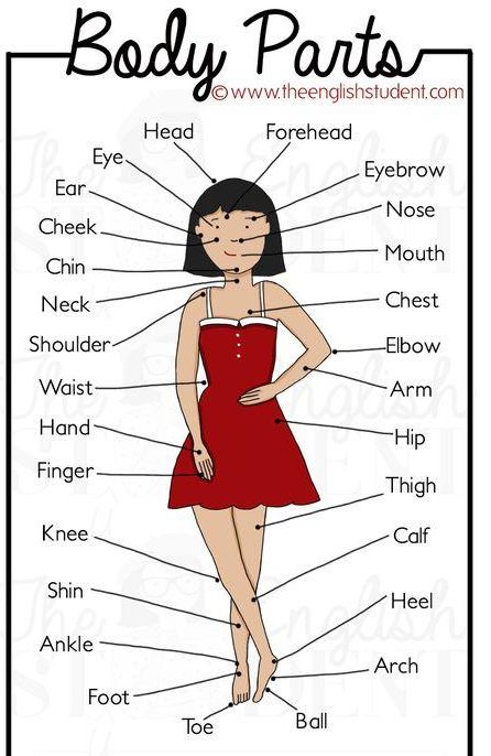 有关人体肢体部位的英语词汇,人体部位英文词汇学习
