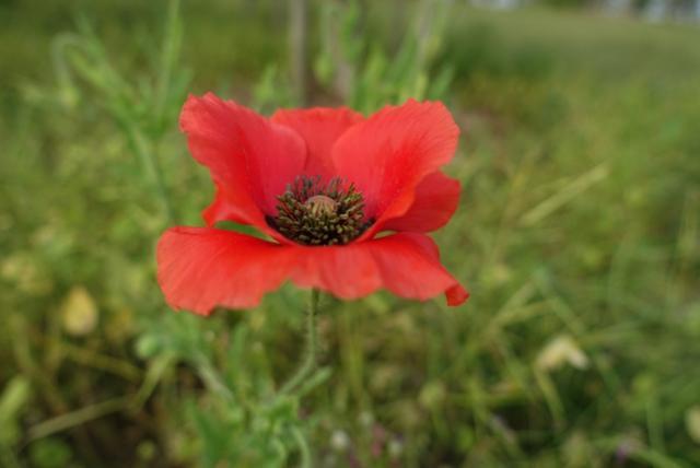 上海奉贤新城的亮点,奉贤南桥镇奉贤新城现状
