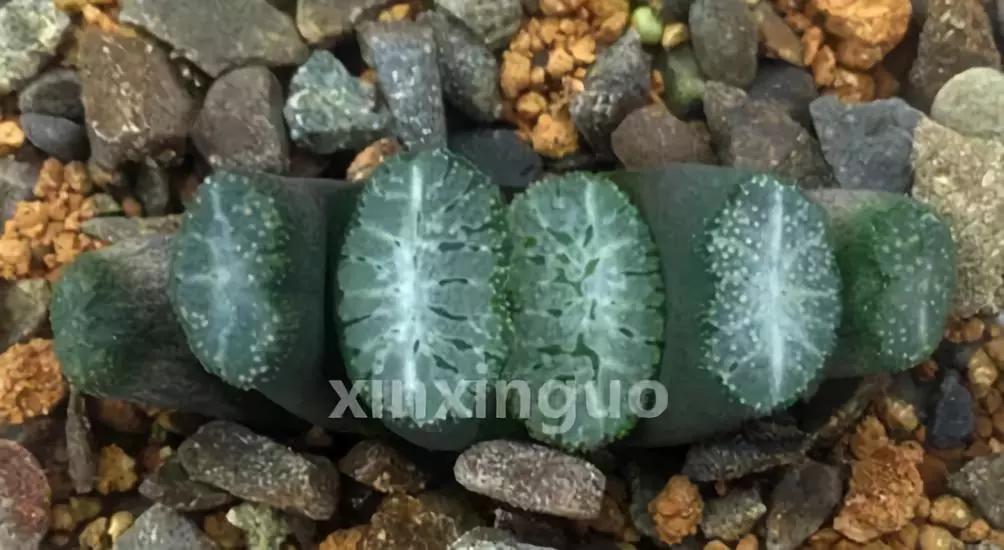 郭氏---台湾行之李瑞斌大棚及布楚礼多肉植物园游记