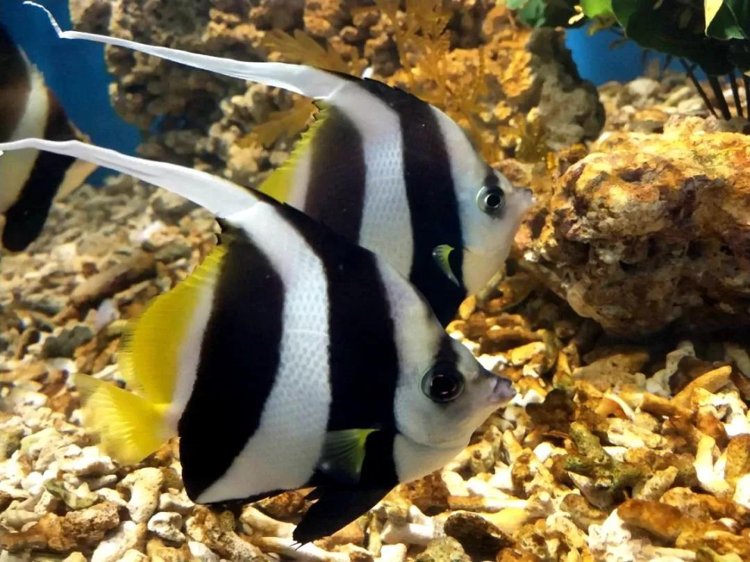 海底世界搬到自己家,海底世界聊城入园