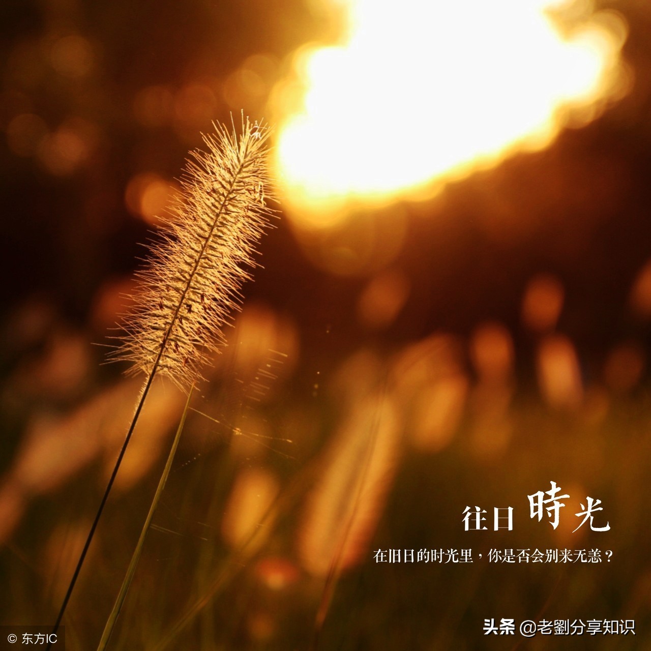 初中七年级历史全套记忆口诀歌,如何快速背记初中近代历史歌