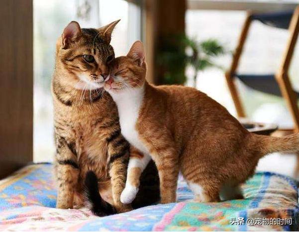 新手养猫全攻略,新手如何养猫全攻略