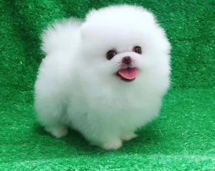 你们的博美都吃什么狗粮,不知道狗狗吃什么怎么办