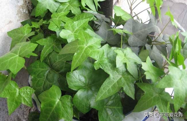 新房子客厅适合摆放的绿植吸甲醛,客厅什么盆栽好吸甲醛好养