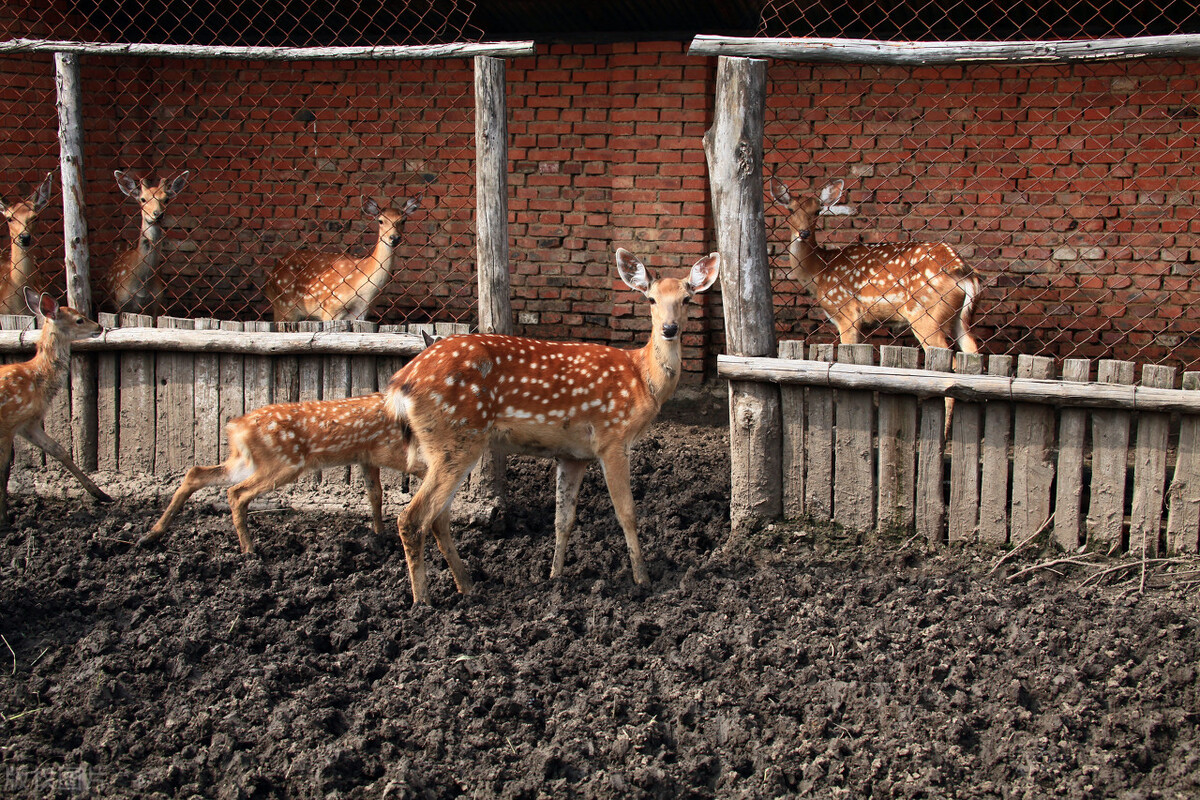 养殖梅花鹿30头多少成本多少利润,农村养殖梅花鹿投资