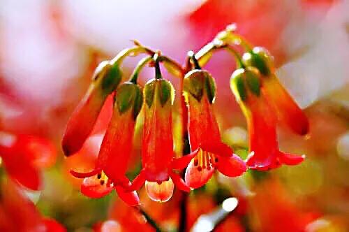 宫灯长寿花开花香吗,宫灯长寿花重瓣好养吗