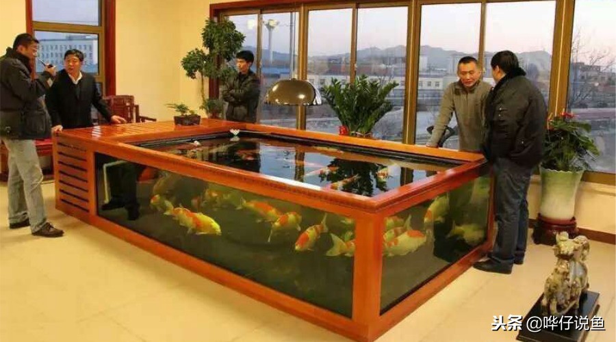 锦鲤适合缸养还是池养,鱼池和地缸哪个适合养锦鲤