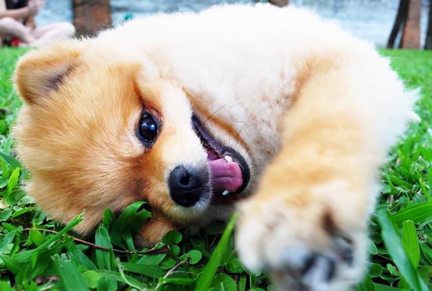 博美犬老了有什么特征,博美犬的特性和特点