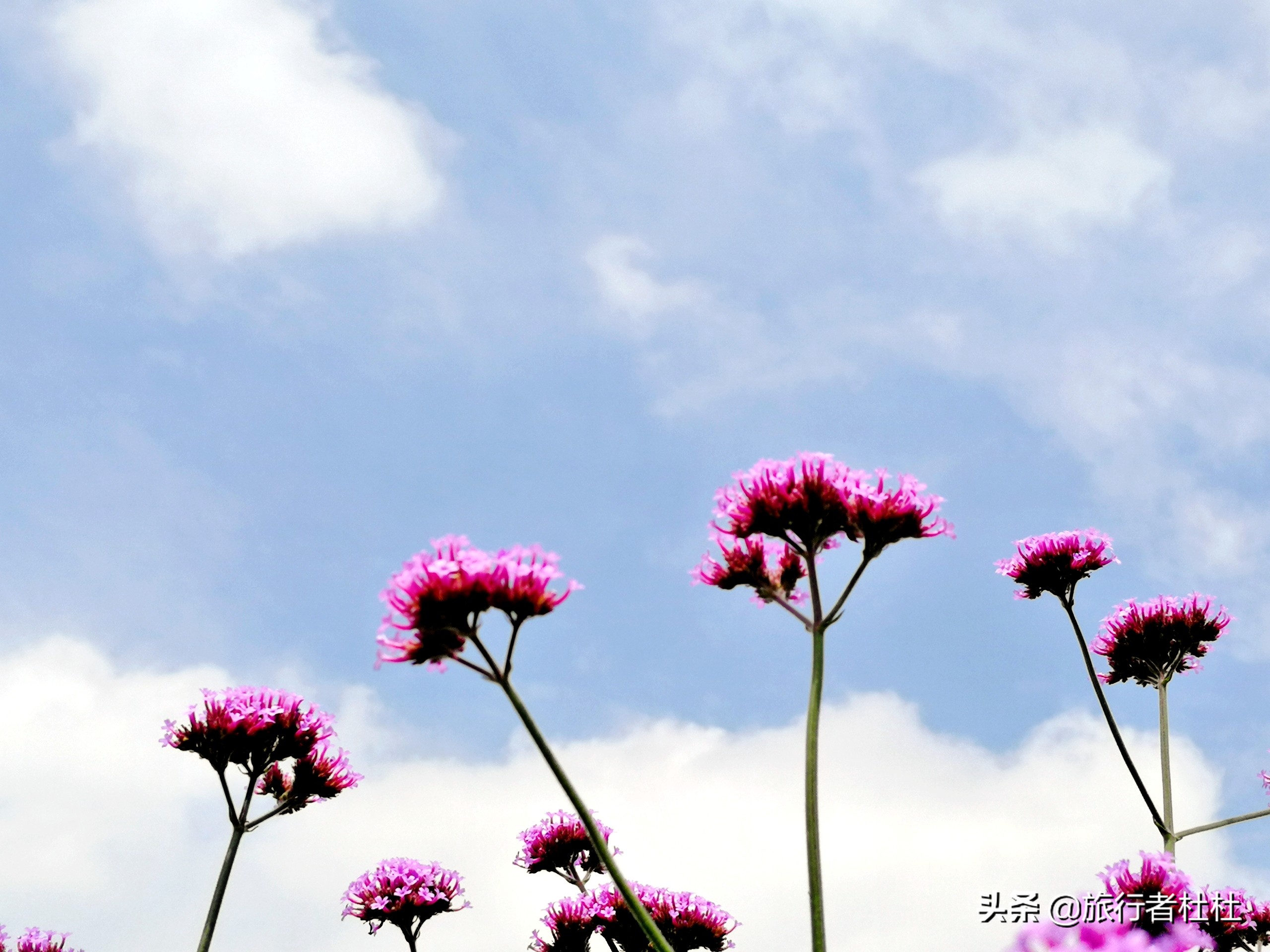 江北荪湖马鞭草花园,荪湖马鞭草花海要买票吗