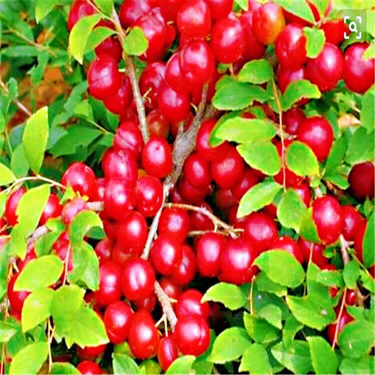 欧李～春观花，夏赏叶，秋品果；既可观赏，也可食用，一举两得。