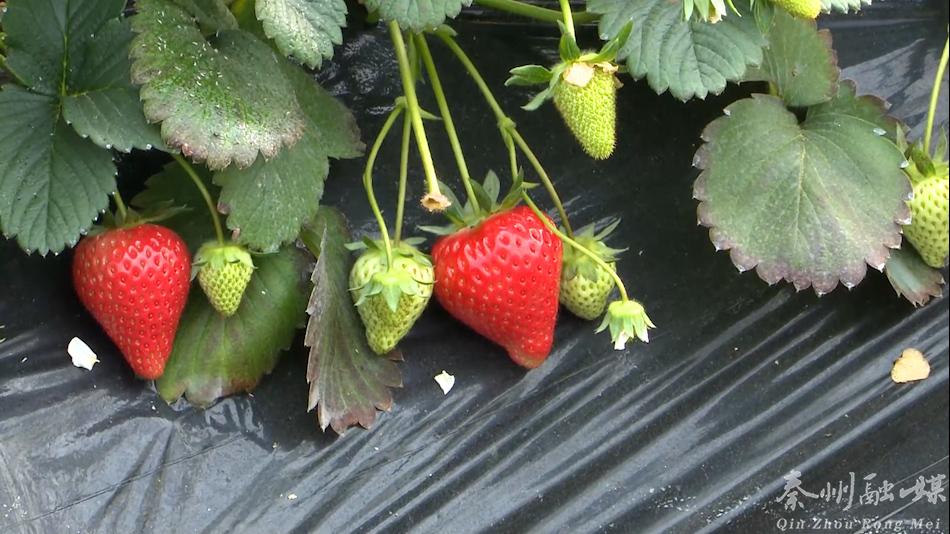 新春走基层村里过年,新春走基层大棚