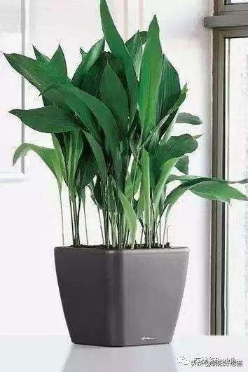 你见过如此珍贵的兰花吗,带你了解兰花