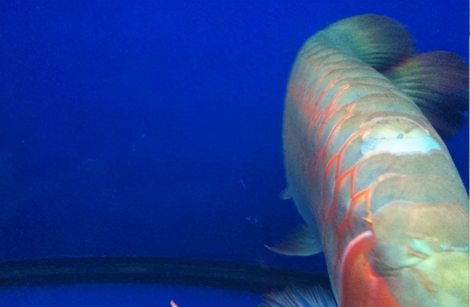 龙鱼常见疾病及治疗方法,龙鱼疾病找哪里救治