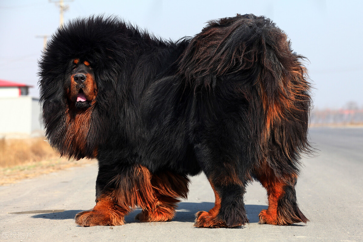 被狗咬了需要采取何种法律途径,被邻居家狗咬了怎么处理