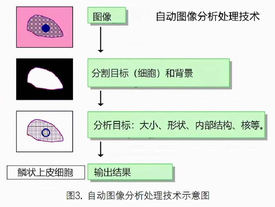 尿液有形成分分析的应用进展,尿液染色方法