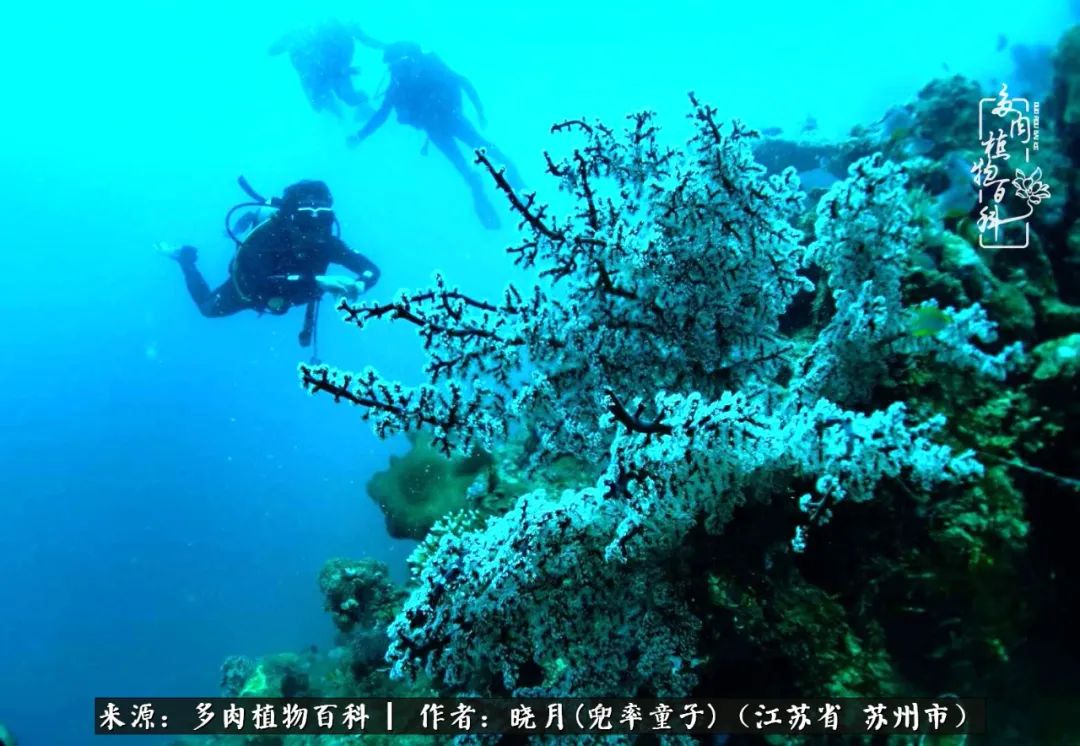 六年时间环游22个国家，却被多肉小萌物征服