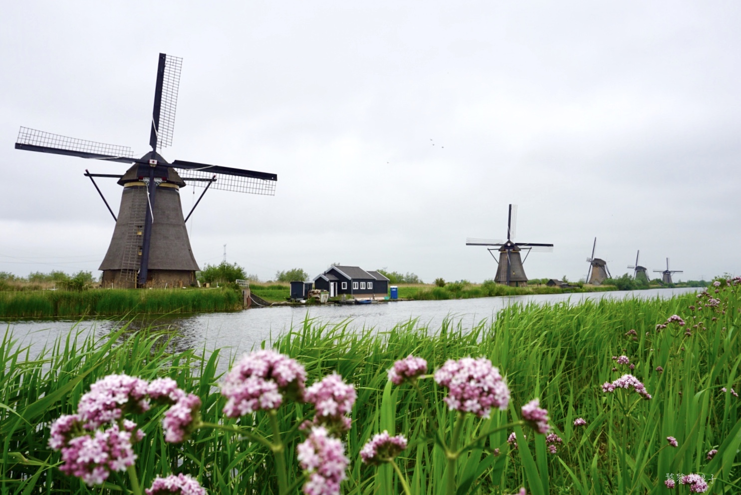 荷兰风车为什么这么多,荷兰为什么被称为风车国