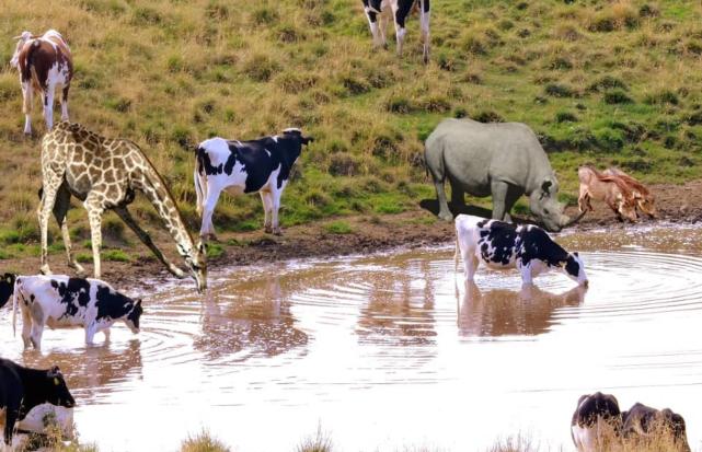 动物直接喝水浑浊怎么回事,动物可以直接喝浑浊的水吗