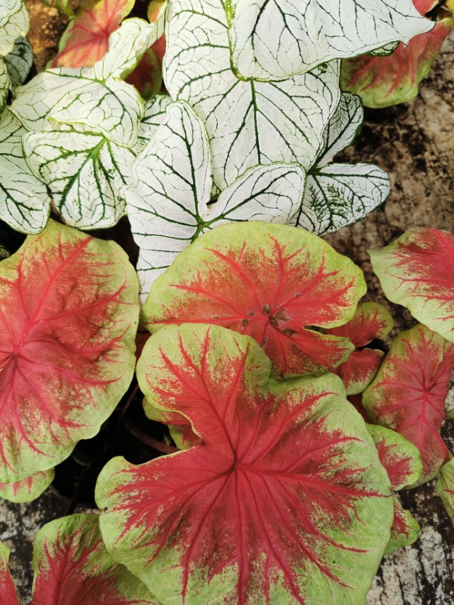 循迹盛京之十二浑南南井村花卉市场