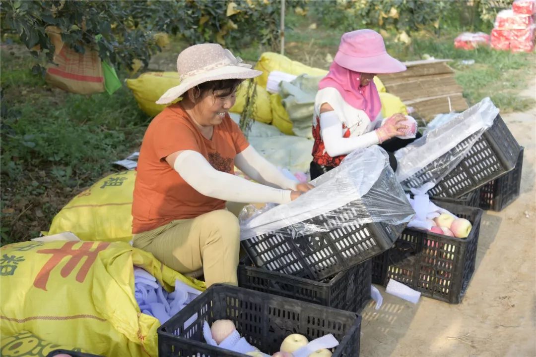 包苹果的女人们，那样美