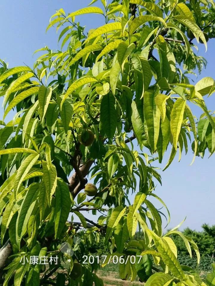 桃树叶片发黄常见原因及解决措施