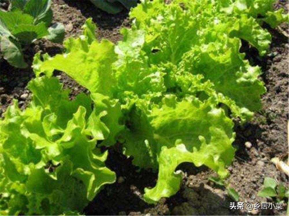 夏季种菜总是刮大风怎么办,刮台风对菜地有什么影响