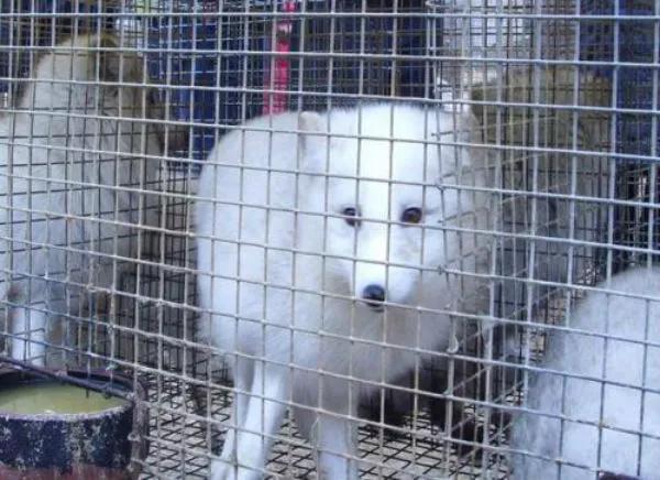 水貂养殖新技术,水貂养殖的市场前景