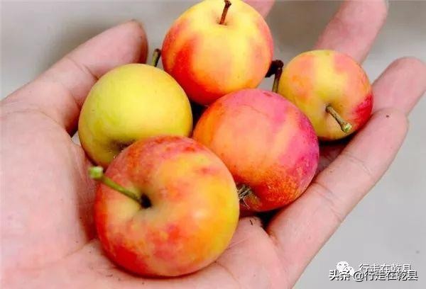 行走在乾县,行走在乾县之姜村镇