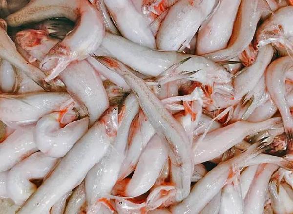 最干净的十种食用鱼,常见的可食用干净的鱼有哪些