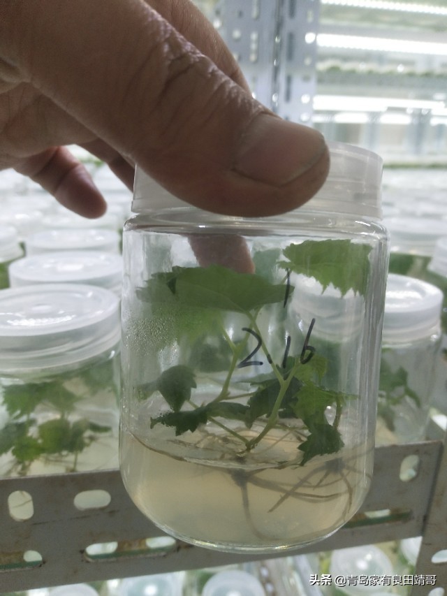 脱毒阳光玫瑰葡萄苗,阳光玫瑰特级苗