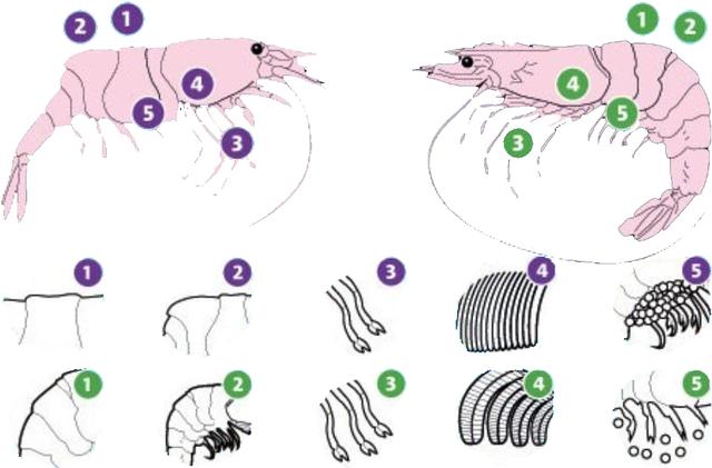 虾说,这是一篇让你不仅会吃,还会认……一文解决“虾”认识