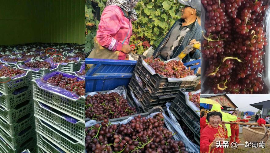 葡萄存库,葡萄存库一天的成本