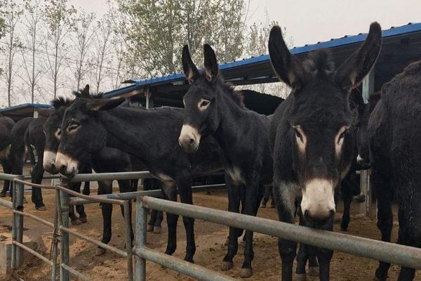 养殖致富好项目有哪些名称,有什么农村养殖致富小项目