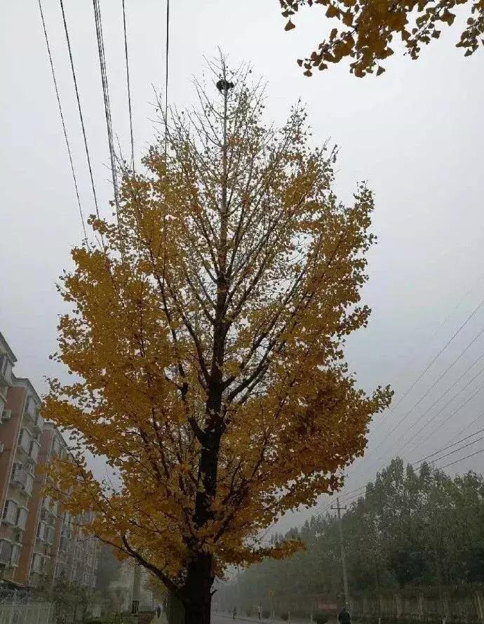 流浪猫被困25米树梢八天七夜,猫咪奄奄一息24小时突然活下来了