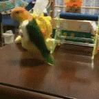 那些年舍友养过的奇葩宠物,你们身边的人都养什么奇怪的宠物