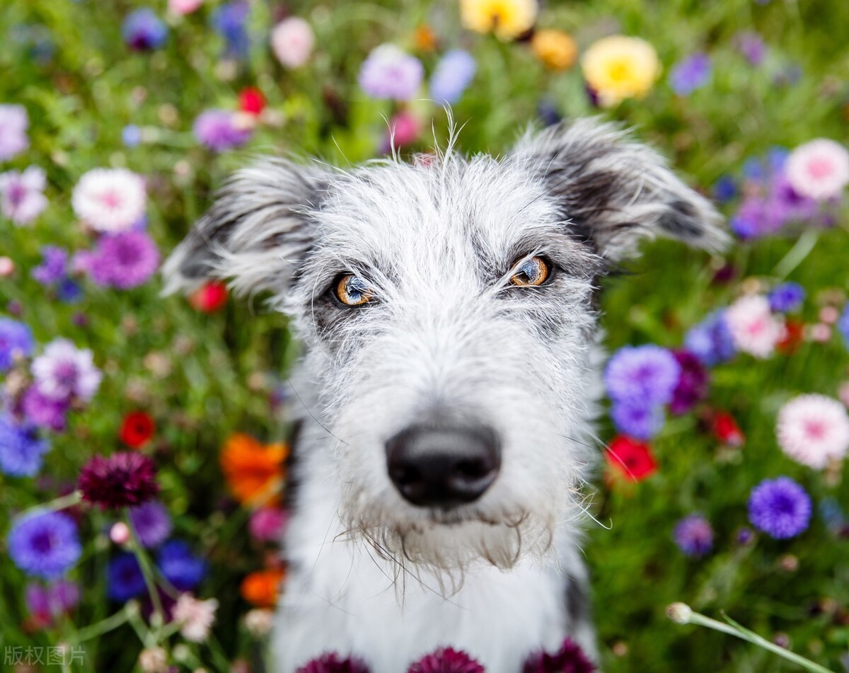 狗狗呕吐物的信息，你了解多少？