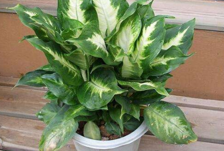 六种有毒花卉盆栽还是不要养了吧,有毒的盆栽花卉有哪些不要用手碰