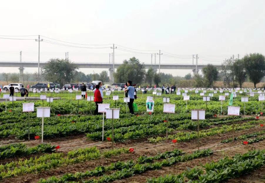 世界国际粮食日,世界粮食日和全国粮食日活动