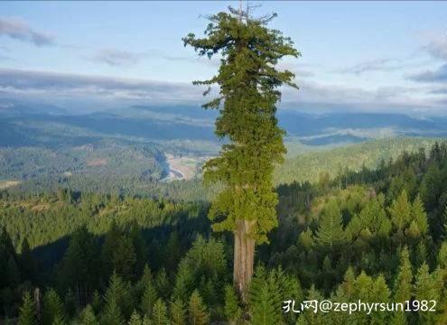 在孔网这片广袤的森林中，有哪些买家深深扎根？