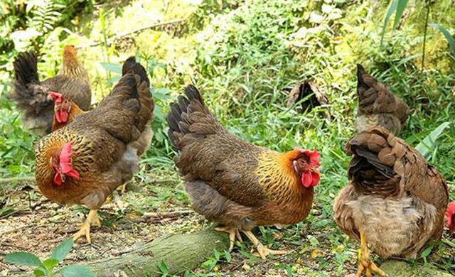 鸡伸颈张嘴呼吸怎么治？找准原因喂这些，养鸡人可以轻松防治