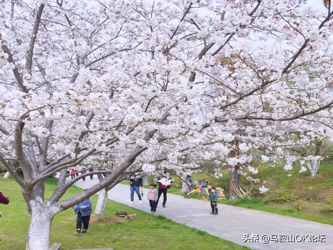 马鞍山滨江公园樱花开了吗,马鞍山雨山樱花