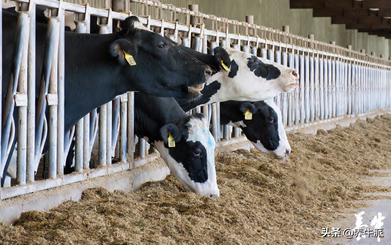 尿素液怎么调才正确,尿素氮偏高可以喝牛奶吗
