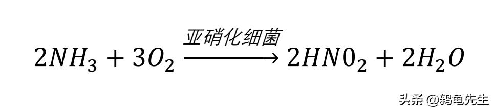 硝化细菌放多了有影响吗,硝化细菌放得太多后果会怎样