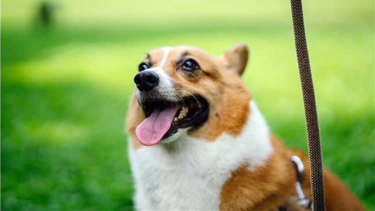 哪些玩具可以逗狗狗开心,安抚狗狗情绪的玩具