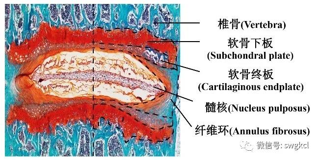 线粒体功能障碍是什么意思,线粒体功能障碍能恢复正常吗