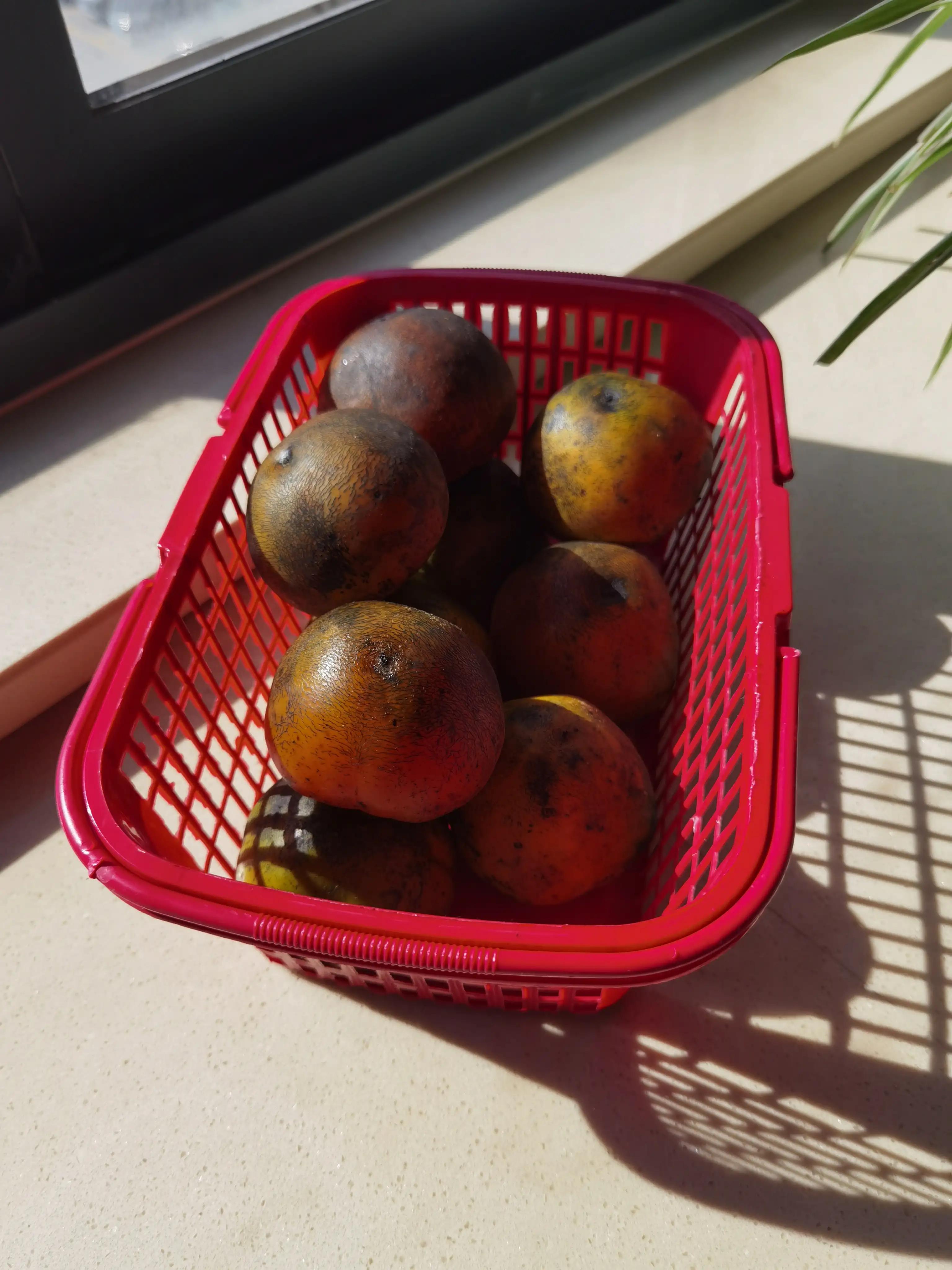 甜柿子和涩柿子野柿子树区别,冻柿子是熟柿子还是生柿子