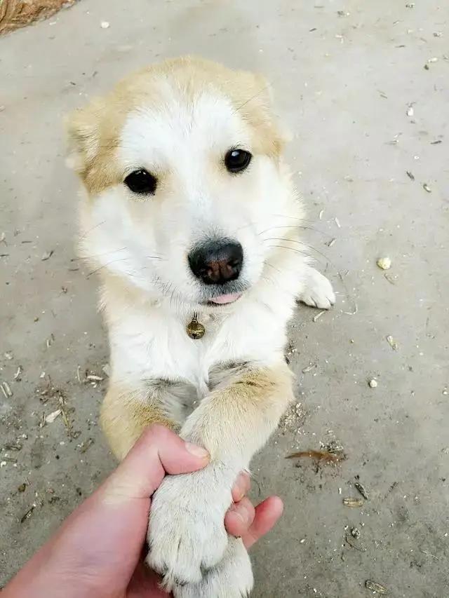 土狗对土主人忠诚吗,土狗vs洋狗