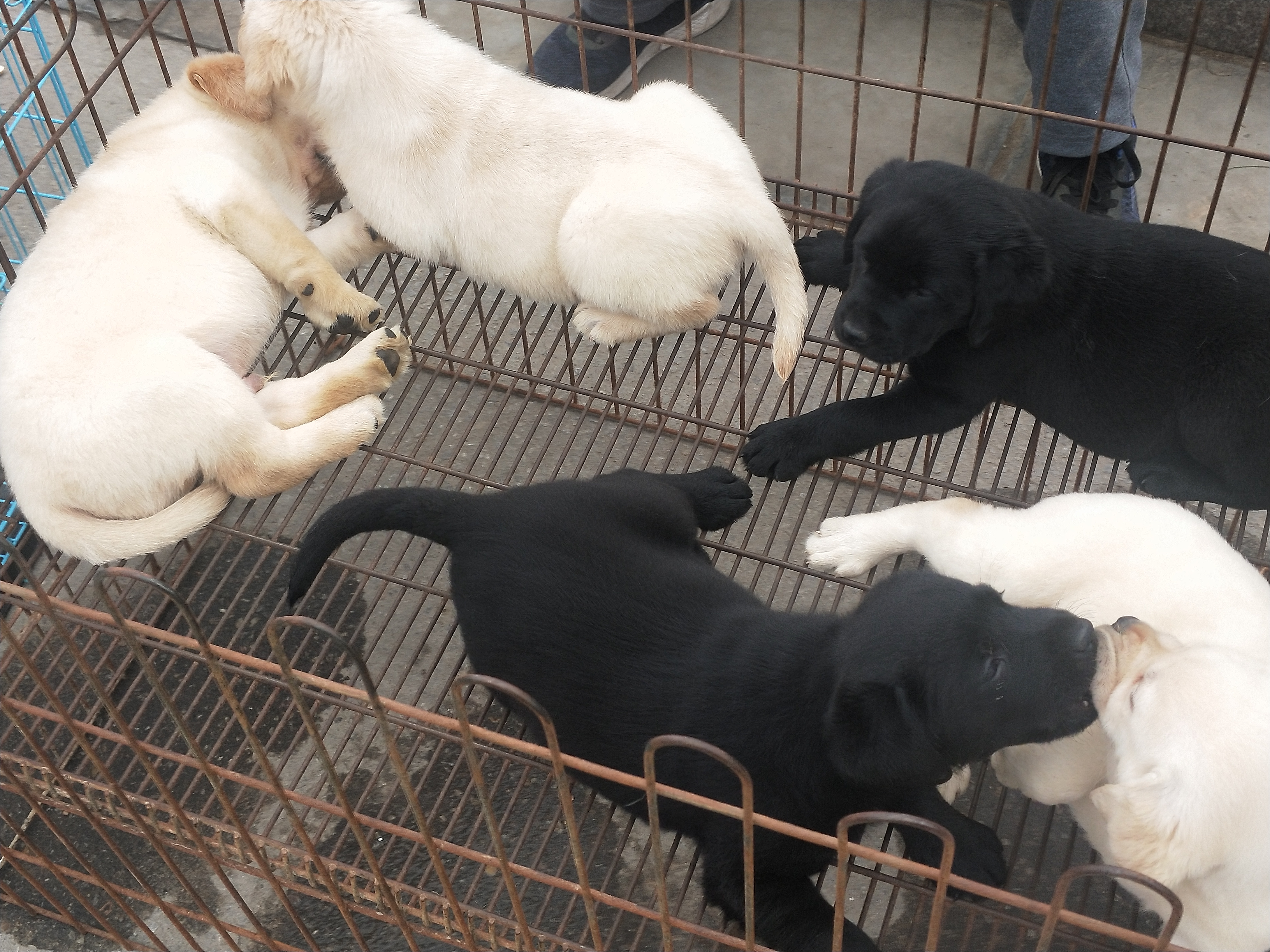 商丘宠物交易市场宠物兔,逛东北宠物交易市场